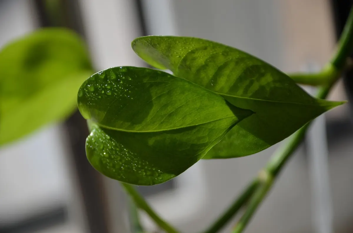 Common Mistakes When Watering Houseplants in Winter