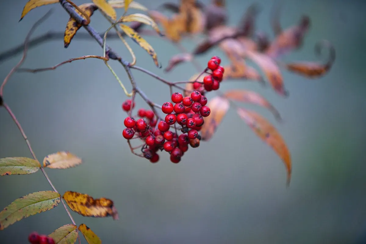 October Gardening Checklist: 12 Jobs for a British Garden