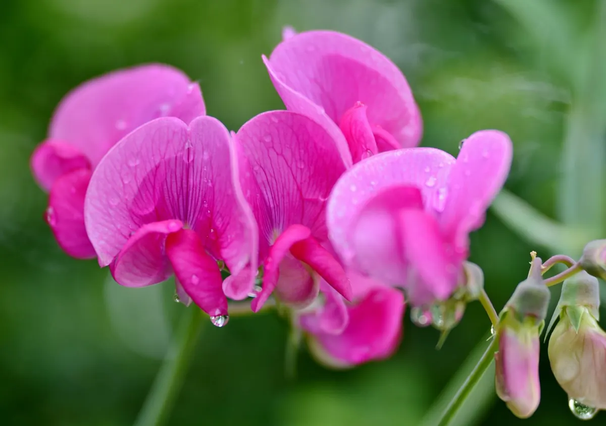 Plant Journal: Growing Sweet Peas on a London Balcony from Seed to Bloom