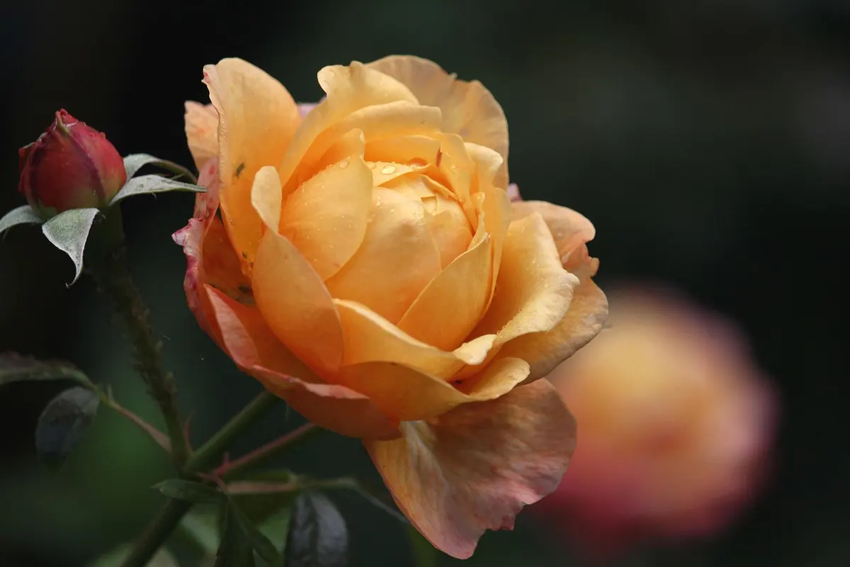 Pruning Roses in the UK: Common Mistakes and How to Avoid Them