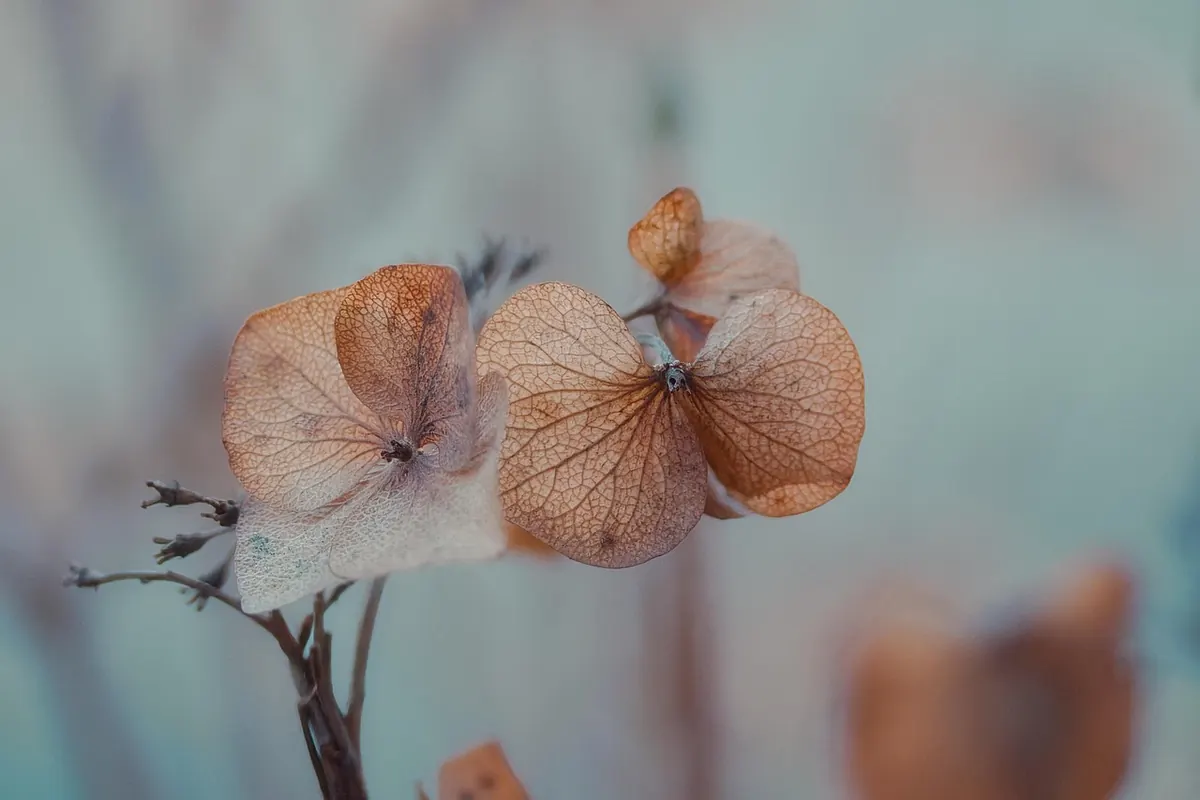 Why Your Hydrangeas Change Colour: A UK Guide to Soil pH